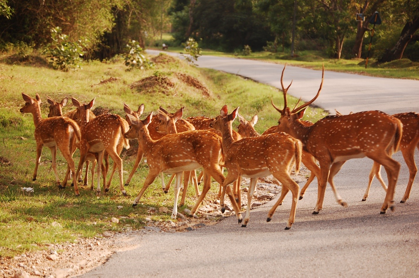Bandipur Tiger Reserve / Bandipur National Park, Karnataka - dreamtrails