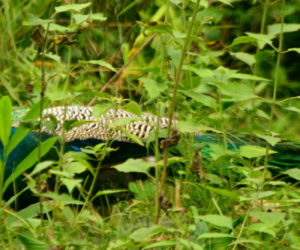 Wayanad Itinerary: How to Explore Wayanad in 1, 2, 3 or 4 Days