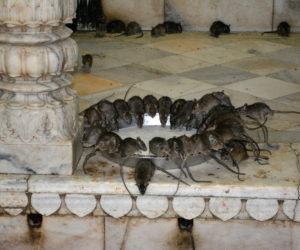 Karni Mata Rat Temple